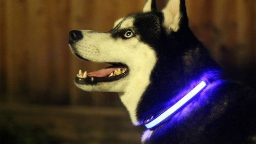 LED  Dog Collar